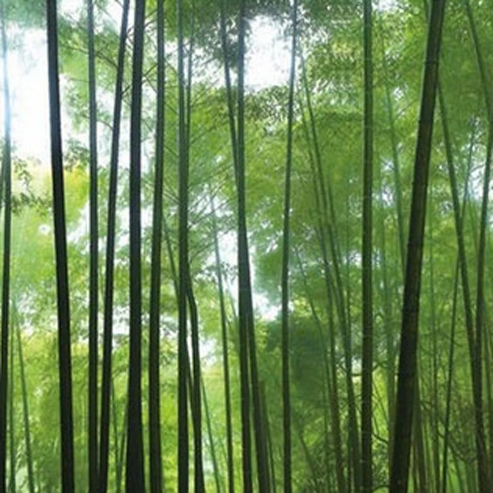 24" Canvas 3 Panels Forest Color Photo By Homeroots - Image 5