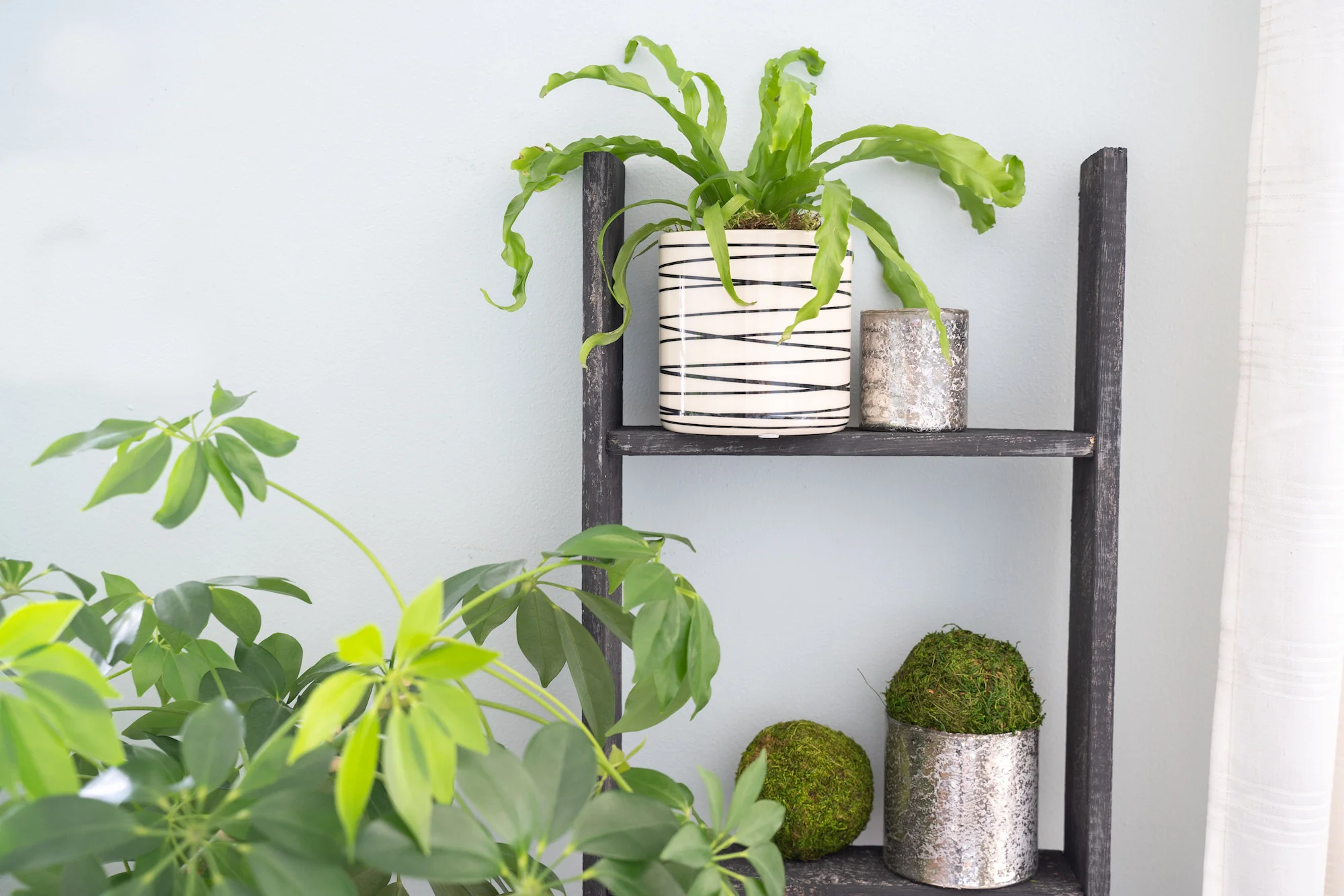 4 Step Blackwash Rustic Wood Ladder Shelf By Homeroots - Image 5