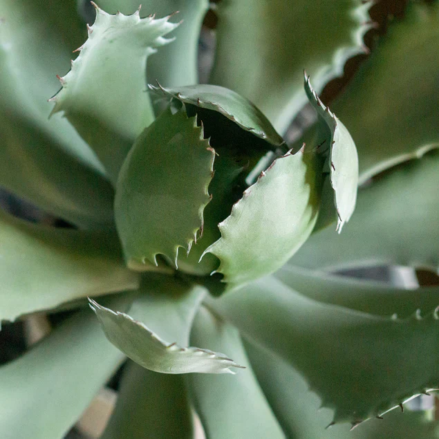 Agave 11.25"OH Potted By Gold Leaf Design Group - Image 3