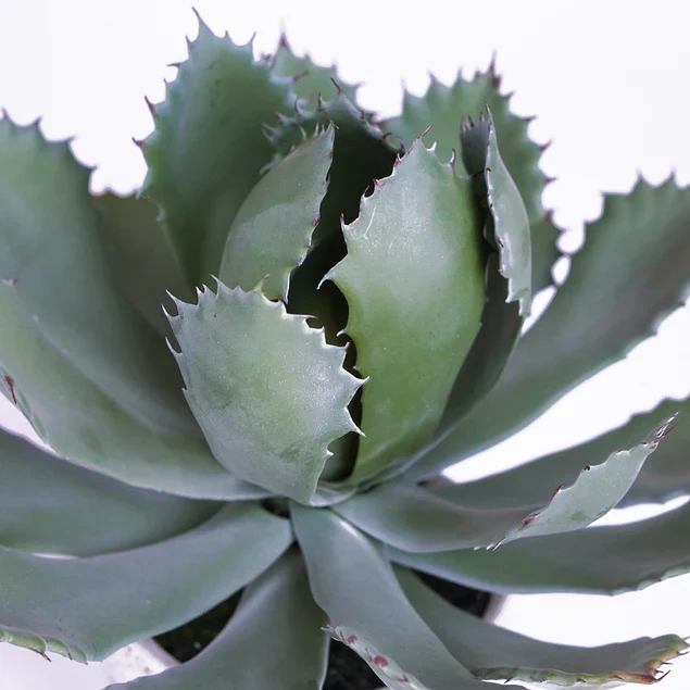 Agave 11.25"OH Potted By Gold Leaf Design Group - Image 5