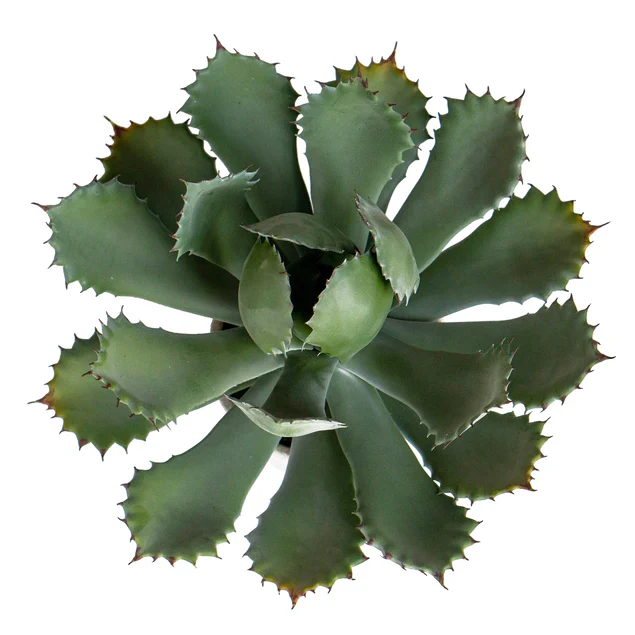 Agave 11.25"OH Potted By Gold Leaf Design Group - Image 6