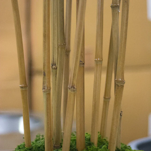 Bamboo Tree in Kawa Planter, Granite White By Gold Leaf Design Group - Image 5