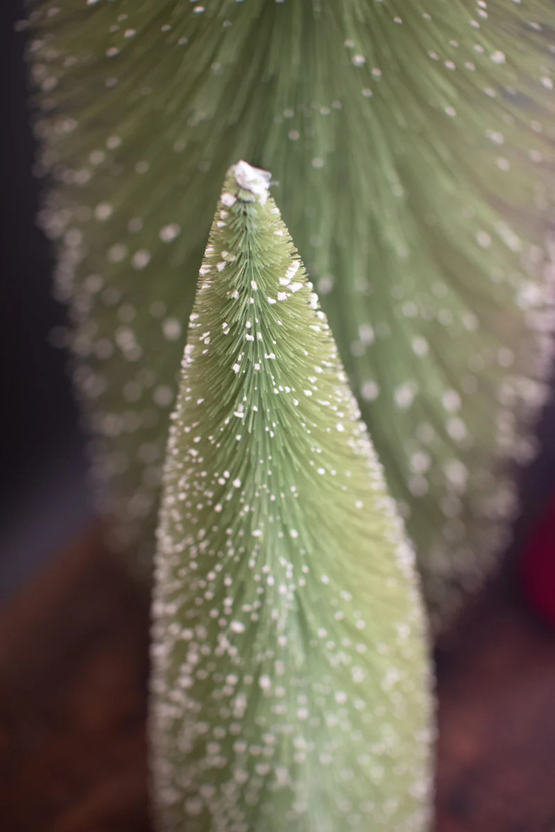 Bottle Brush Christmas Trees Set Of 3 By Kalalou - Image 4