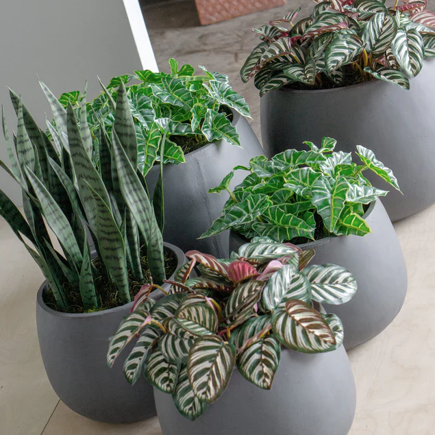 Calathea in Puddle Planters Gray Set Of 2 By Gold Leaf Design Group - Image 2