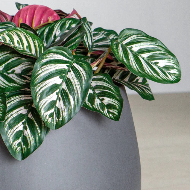 Calathea in Puddle Planters Gray Set Of 2 By Gold Leaf Design Group - Image 3