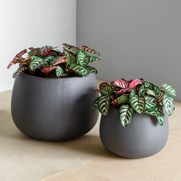 Calathea in Puddle Planters Gray Set Of 2 By Gold Leaf Design Group - Image 4