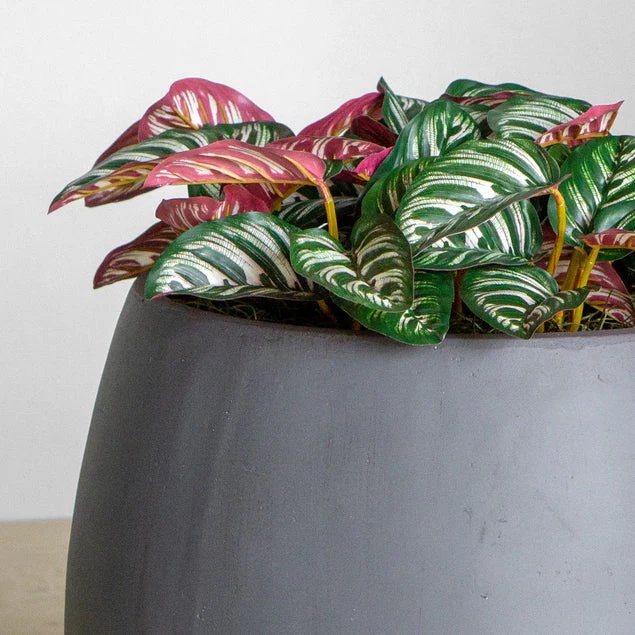 Calathea in Puddle Planters Gray Set Of 2 By Gold Leaf Design Group - Image 5