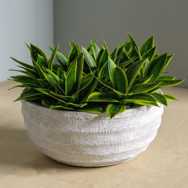 Dolma Bowl Ant White, Set of 3 Planter By Gold Leaf Design Group - Image 3