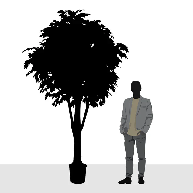 Ficus Benjamina, Supreme By Gold Leaf Design Group - Image 2