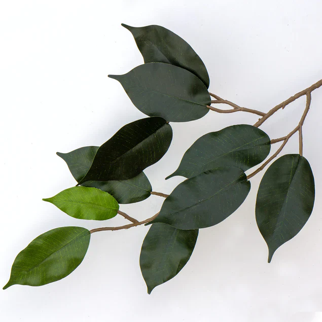 Ficus Benjamina, Supreme By Gold Leaf Design Group - Image 3