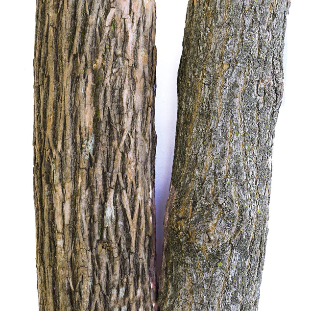 Ficus Benjamina, Supreme By Gold Leaf Design Group - Image 4