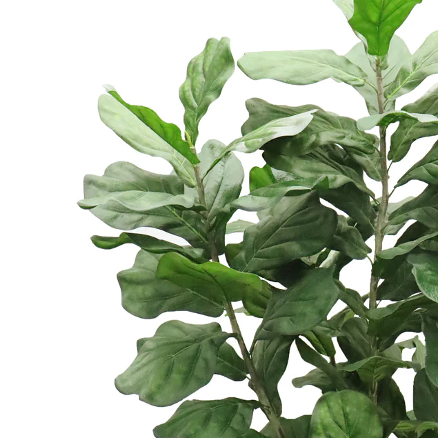 Fiddle Leaf in 29"H Sherry Pla By Gold Leaf Design Group - Image 5