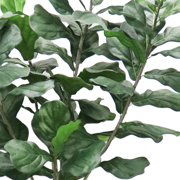 Fiddle Leaf Tree 72"H Bushy, Potted By Gold Leaf Design Group - Image 3