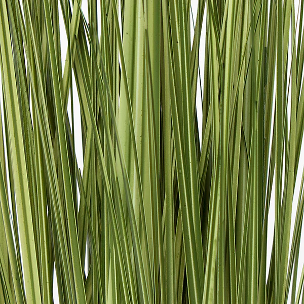 Grass: Japanese Grass In Urbano Rectangle Planter, Lg By Gold Leaf Design Group - Image 4