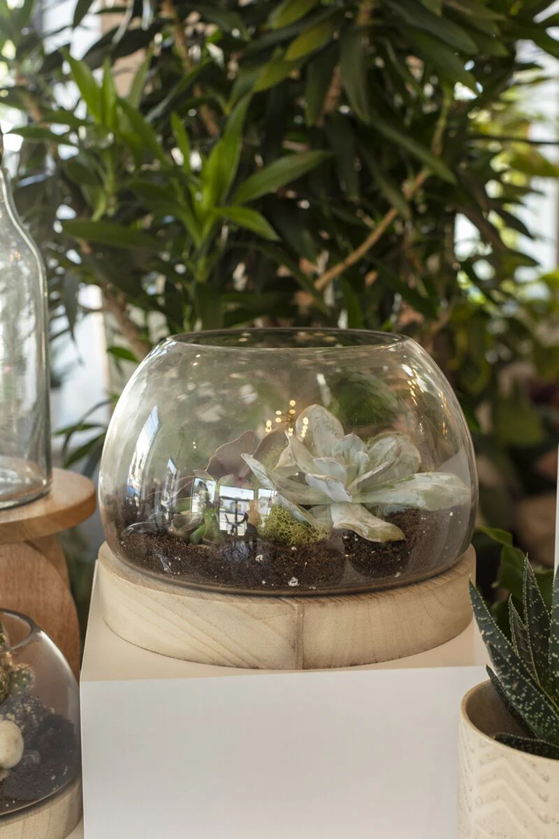 Jonah Terrarium 9.75"x 7.25" By Accent Decor - Image 2