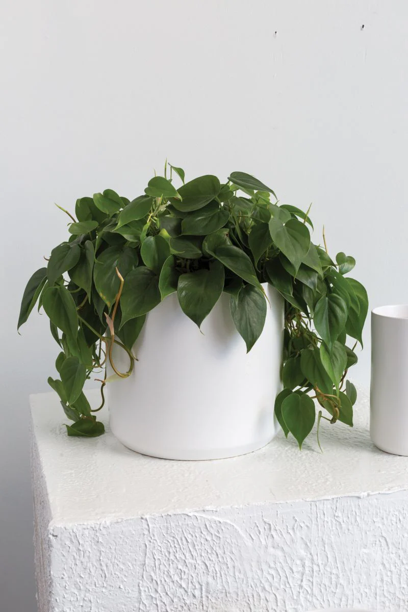 Kendall Collection 10.75"x 10" Pot By Accent Decor - Image 3