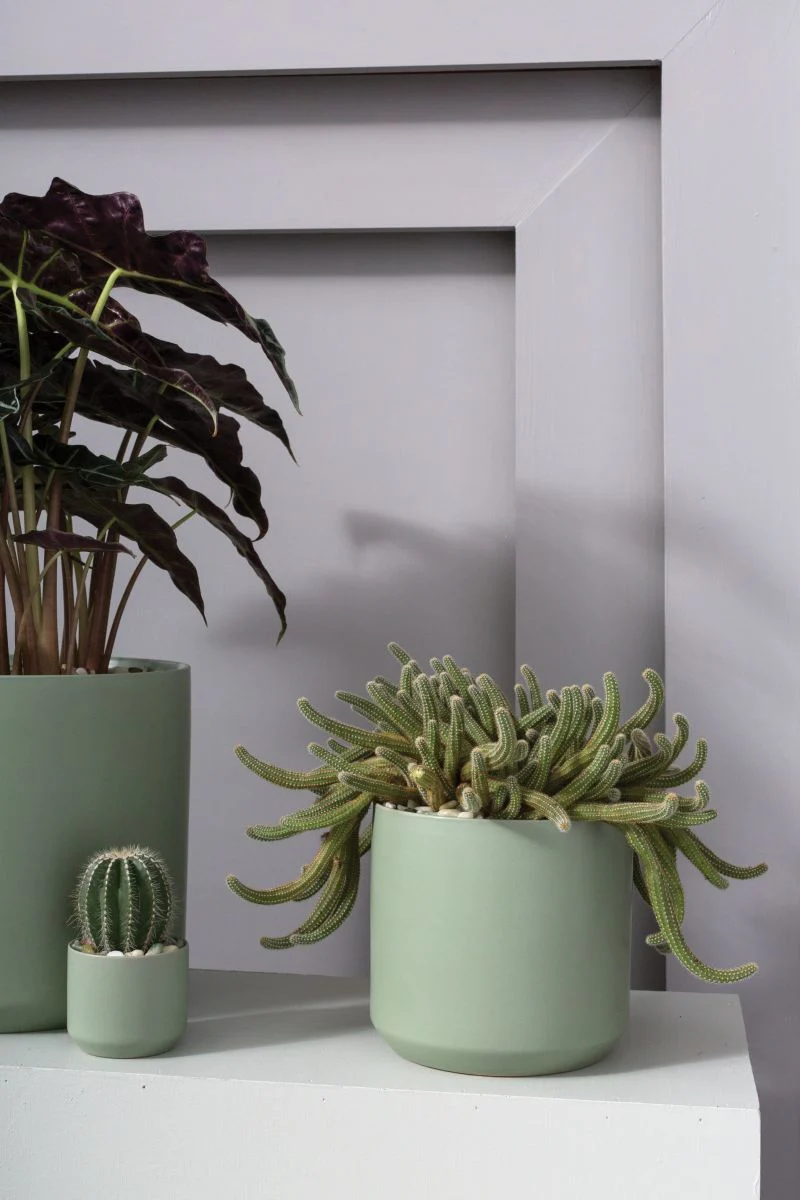 Kendall Collection 7"x 6.75" Set Of 4 By Accent Decor - Image 5