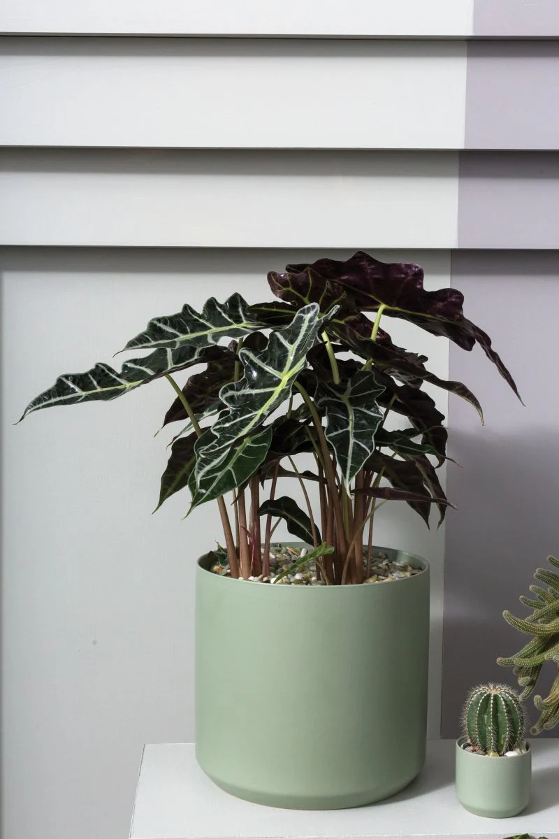 Kendall Collection 8.5"x 9" Set Of 4 Pot By Accent Decor - Image 4