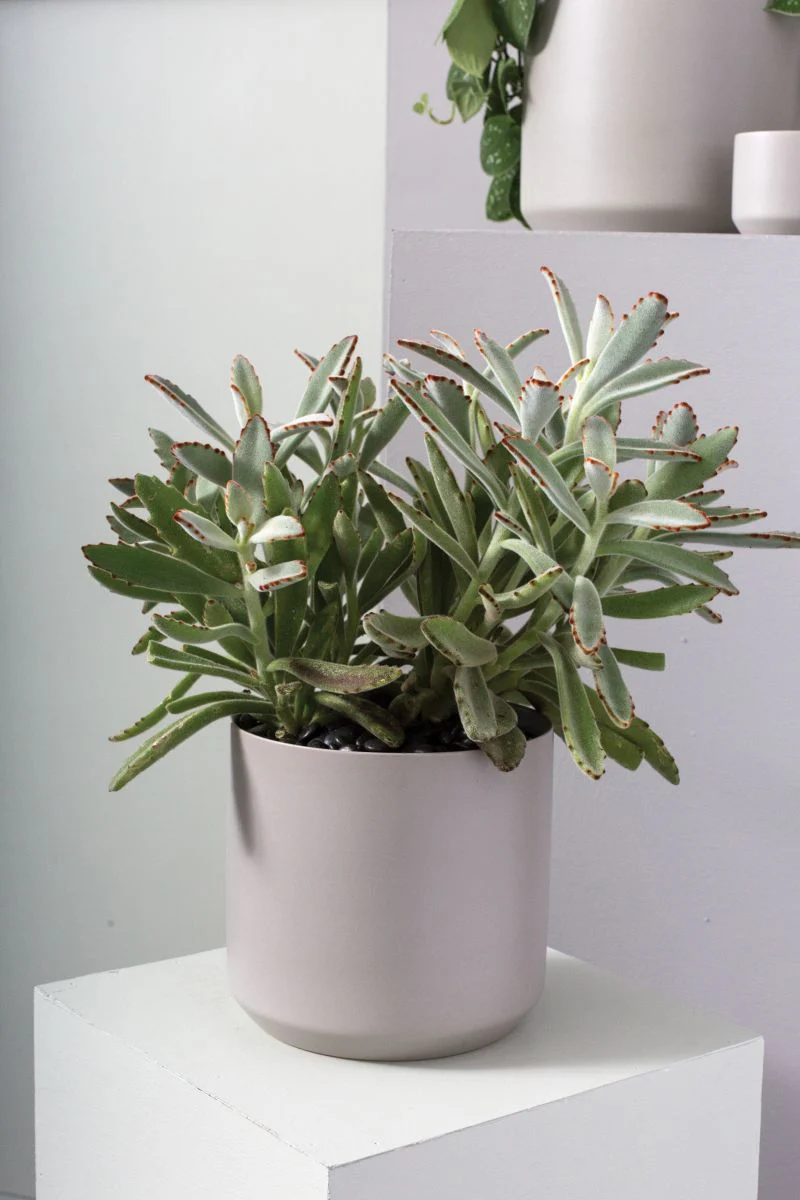 Kendall Collection 8.5"x 9" Set Of 4 Pot By Accent Decor - Image 5