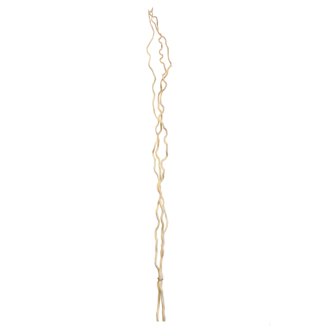 Kuwa Branch 5-6'L bleached Set Of 15 By Gold Leaf Design Group - Image 3