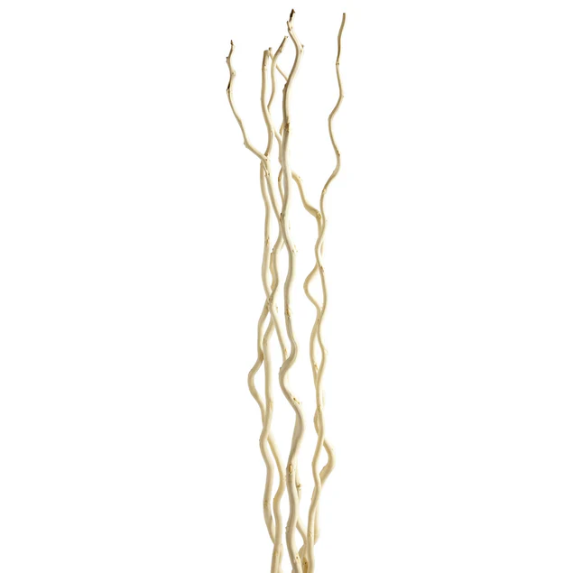 Kuwa Branch 5-6'L bleached Set Of 15 By Gold Leaf Design Group - Image 4