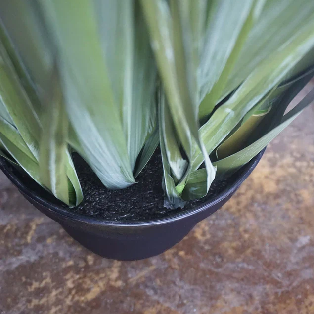 LC Cane 65"H Grass Potted By Gold Leaf Design Group - Image 3