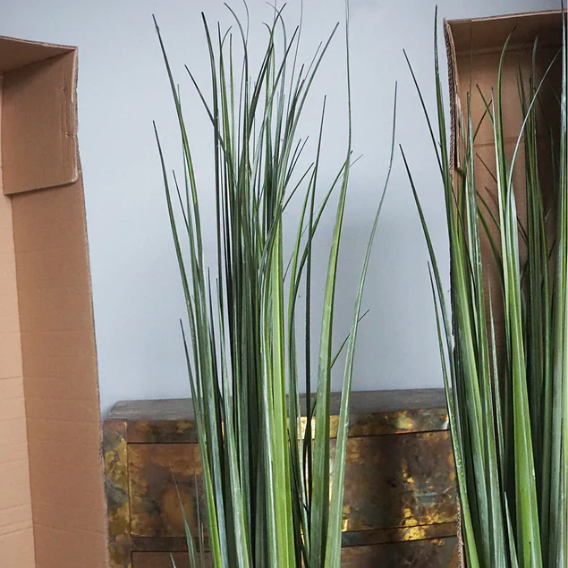 LC Cane 65"H Grass Potted By Gold Leaf Design Group - Image 4
