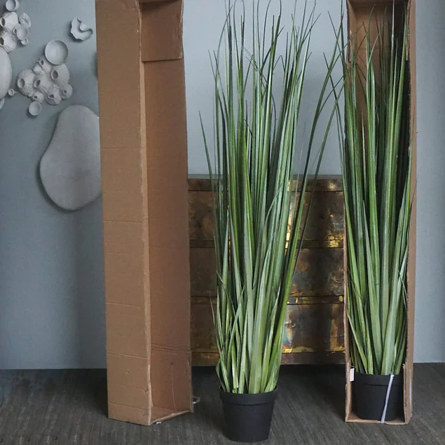 LC Cane 65"H Grass Potted By Gold Leaf Design Group - Image 8