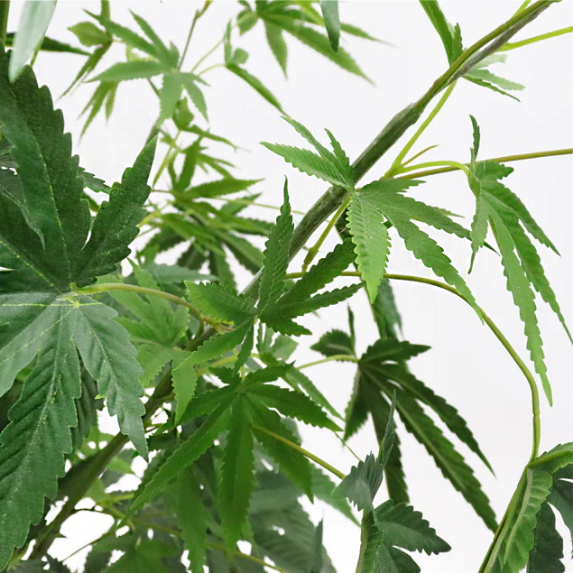 LC Cannabis Plant, 72"H, potte By Gold Leaf Design Group - Image 3