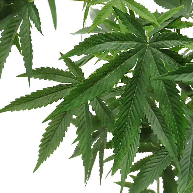 LC Cannabis Plant, 72"H, potte By Gold Leaf Design Group - Image 4