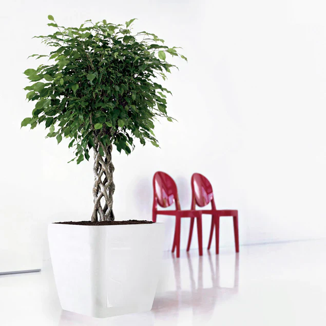 LC Plastic Planter Sqr Short W By Gold Leaf Design Group - Image 2