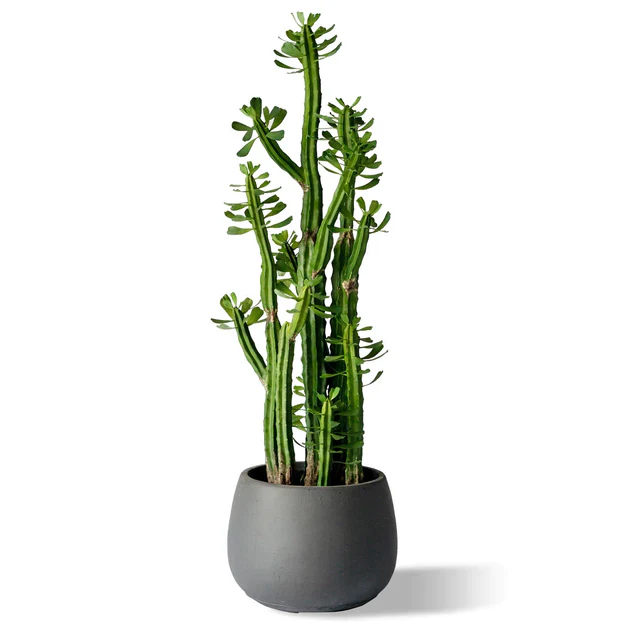 LC Puddle Planter  Large Grey, 14. By Gold Leaf Design Group - Image 2