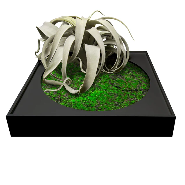 Mini Green Wall, Xerographica By Gold Leaf Design Group - Image 3