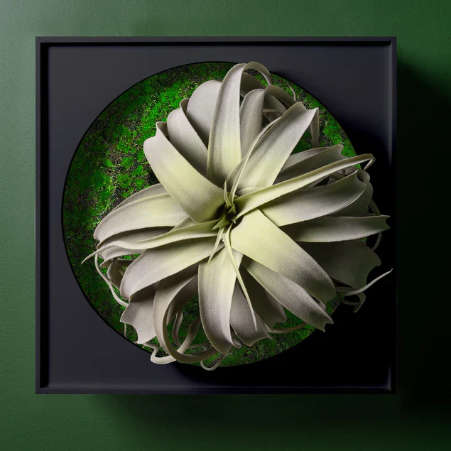 Mini Green Wall, Xerographica By Gold Leaf Design Group - Image 5