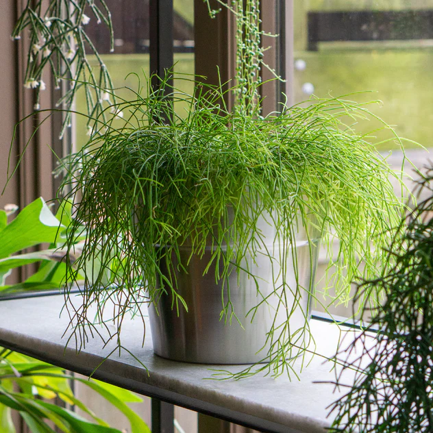 Moda 9"OD Planter/Vase By Gold Leaf Design Group - Image 5