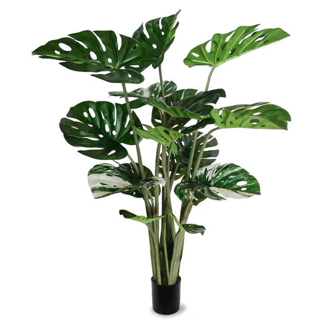 Monstera 48"H, potted By Gold Leaf Design Group - Image 2