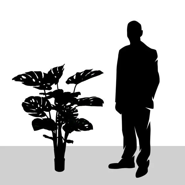Monstera 48"H, potted By Gold Leaf Design Group - Image 3