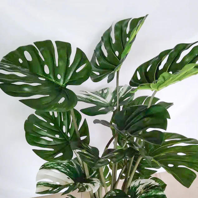 Monstera 48"H, potted By Gold Leaf Design Group - Image 4