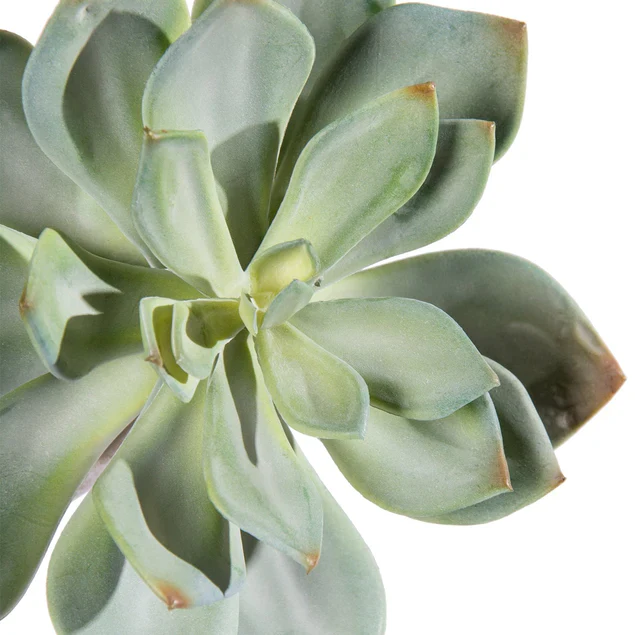 Nama Succulent Mix w/Grapto By Gold Leaf Design Group - Image 3