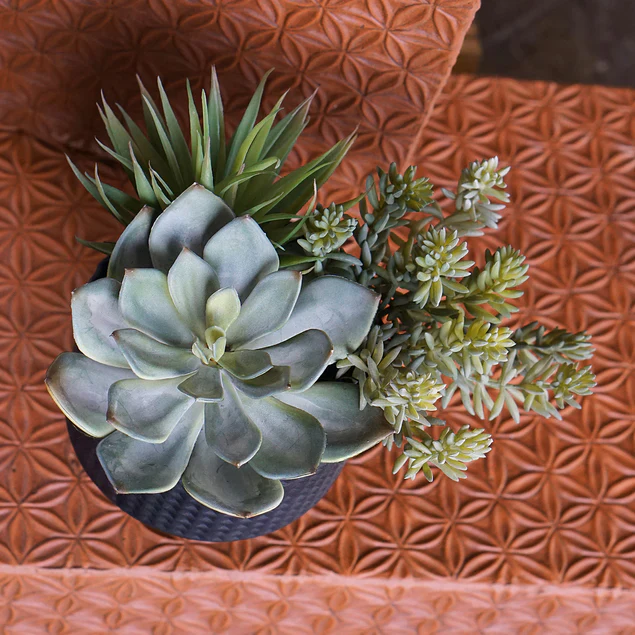 Nama Succulent Mix w/Grapto By Gold Leaf Design Group - Image 4