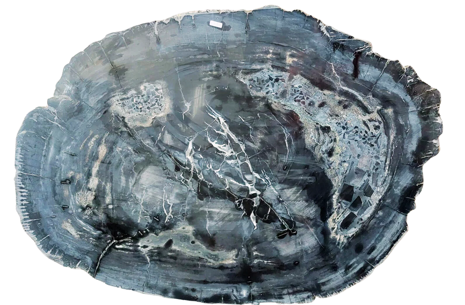 Petrified Wood Jumbo Slab Coffee Table with metal legs- 39.5in x 30.5in - Image 4