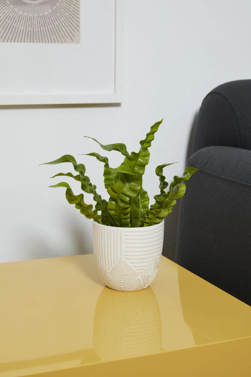 Pfiefer Pot Set Of 4 By Accent Decor - Image 6
