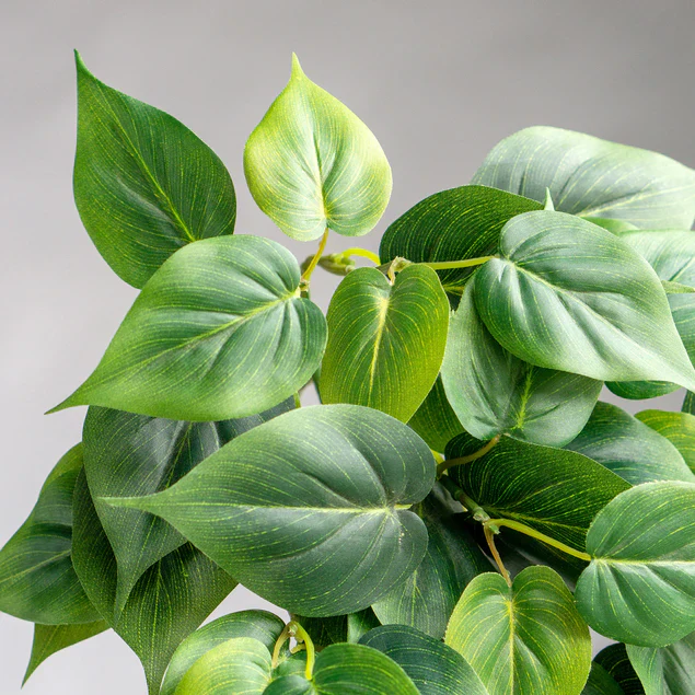 Philodendron Green in Nama Planter Large By Gold Leaf Design Group - Image 3