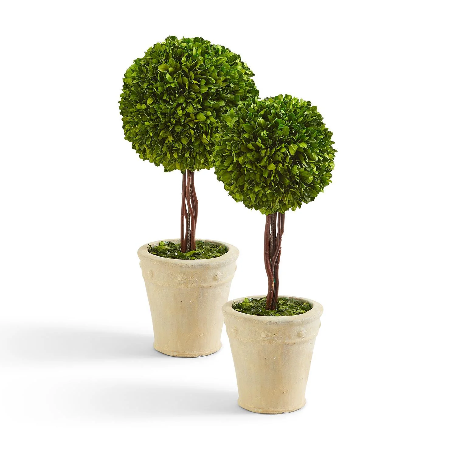 Preserved Boxwood Ball Topiary in Planter Set Of 2 By Two's Company - Image 2