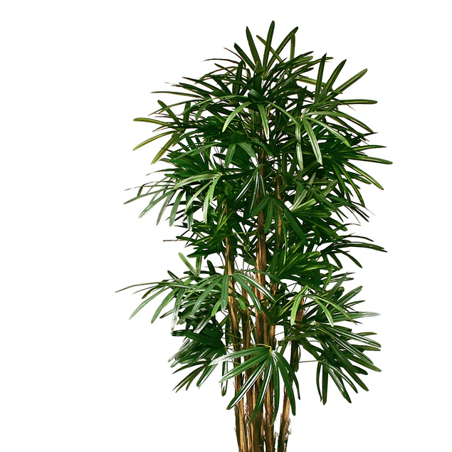 Rhaphis Palm 72"H, Potted By Gold Leaf Design Group - Image 2