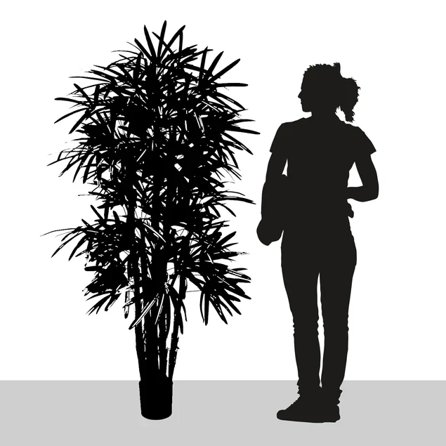 Rhaphis Palm 72"H, Potted By Gold Leaf Design Group - Image 3