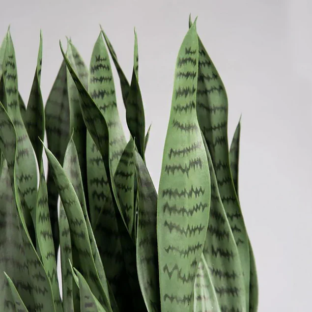Sansevieria In Kawa Planter, Granite White, Value Engineered By Gold Leaf Design Group - Image 4