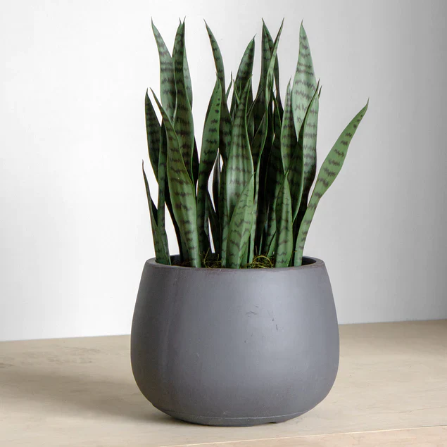Sansevieria in Puddle Planter By Gold Leaf Design Group - Image 3