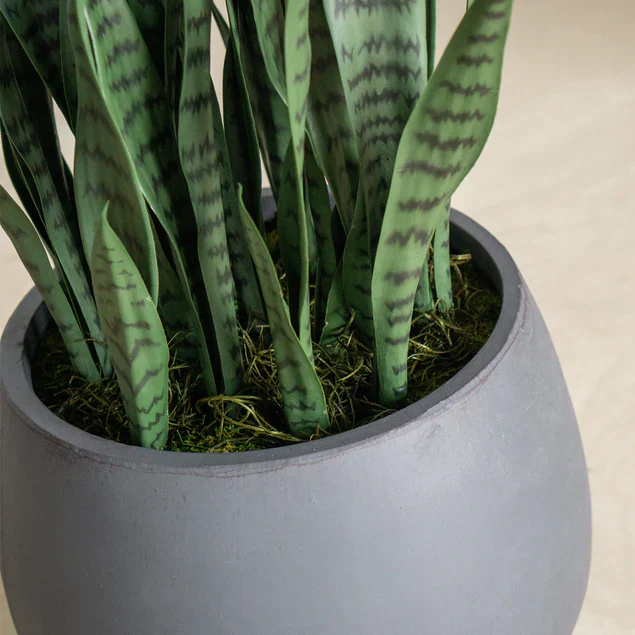 Sansevieria in Puddle Planter By Gold Leaf Design Group - Image 4