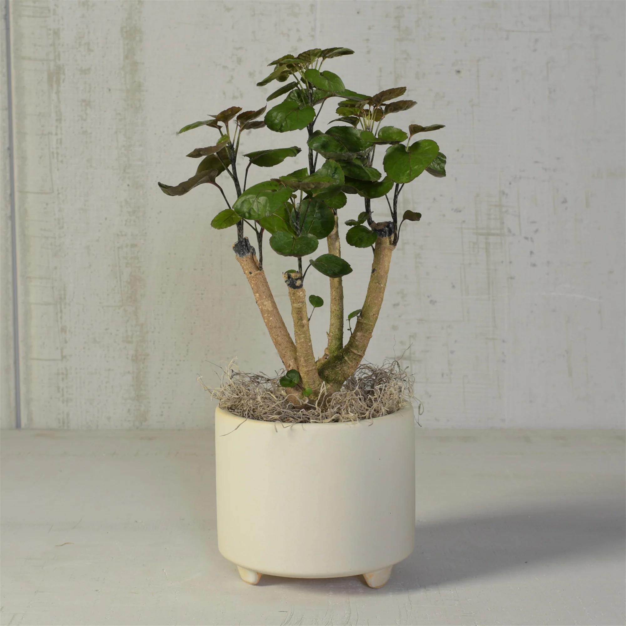 Simon Footed Planter, Ceramic, White - Large - Matte White Set Of 2 By HomArt - Image 2